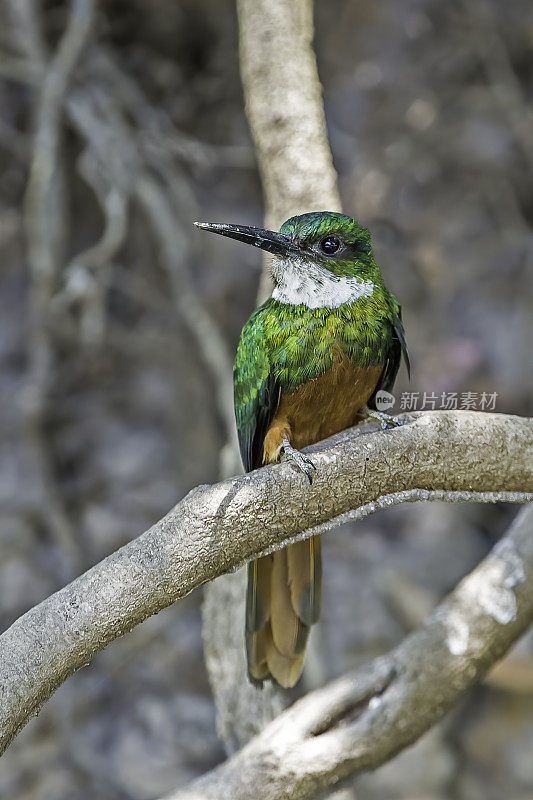 红尾jacamar (Galbula ruficauda)是一种接近雀形目的鸟类，发现于巴西潘塔纳尔地区。